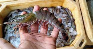 Mining Products from Shrimp Processing Waste